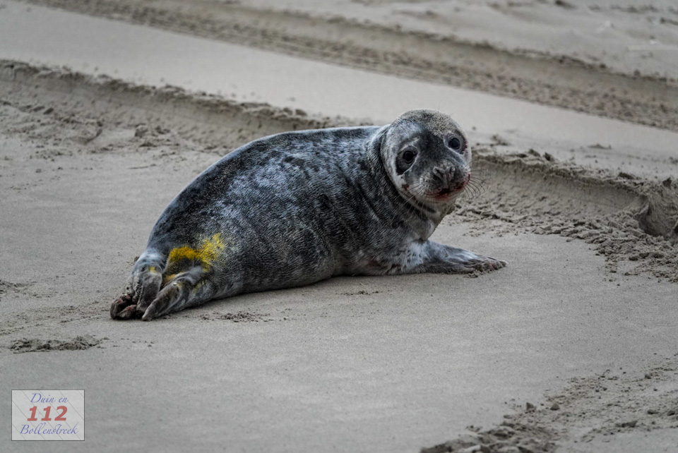 Schoolklas treft zeehondje aan op het strand van Langevelderslag, EHBZ schiet te hulp